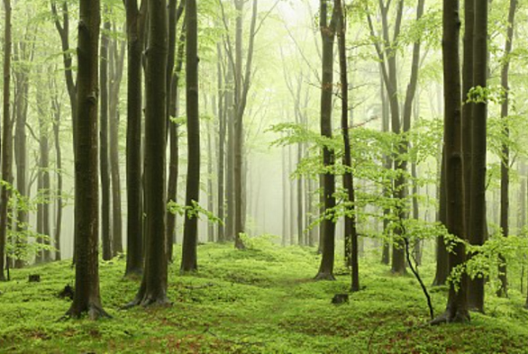 Responsibility-and-Commitment